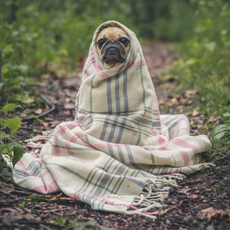 Dog in blanket